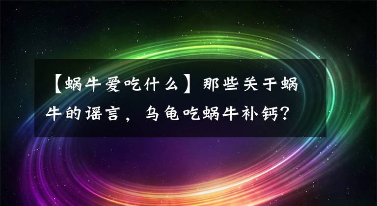 【蜗牛爱吃什么】那些关于蜗牛的谣言，乌龟吃蜗牛补钙？