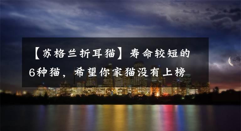 【苏格兰折耳猫】寿命较短的6种猫，希望你家猫没有上榜