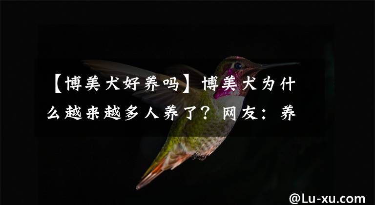 【博美犬好养吗】博美犬为什么越来越多人养了？网友：养了之后就不想换狗了