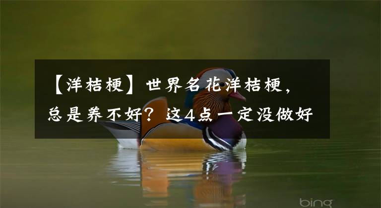 【洋桔梗】世界名花洋桔梗，总是养不好？这4点一定没做好