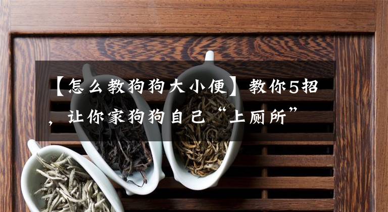 【怎么教狗狗大小便】教你5招，让你家狗狗自己“上厕所”