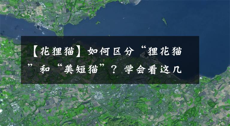 【花狸猫】如何区分“狸花猫”和“美短猫”？学会看这几点，就不会被骗了
