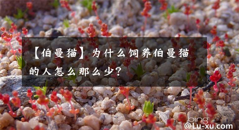 【伯曼猫】为什么饲养伯曼猫的人怎么那么少？