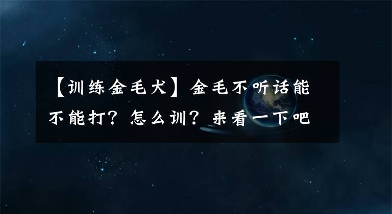 【训练金毛犬】金毛不听话能不能打？怎么训？来看一下吧