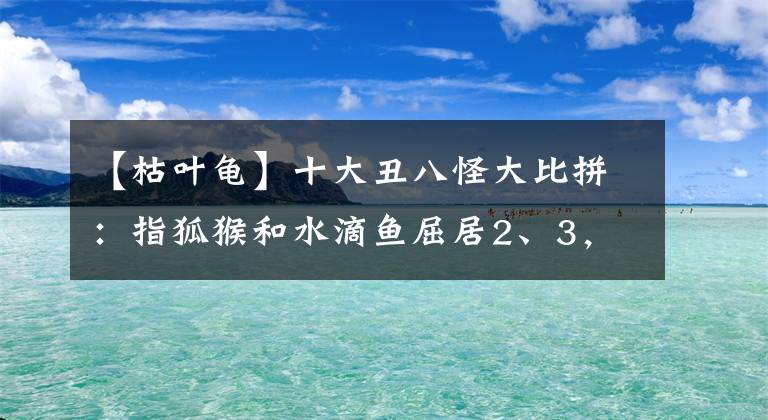 【枯叶龟】十大丑八怪大比拼：指狐猴和水滴鱼屈居2、3，冠军是外星人？