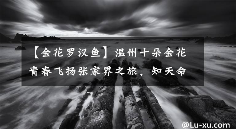 【金花罗汉鱼】温州十朵金花青春飞扬张家界之旅，知天命友情，说走就走的疯狂
