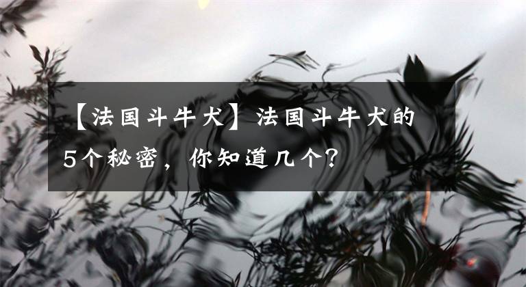 【法国斗牛犬】法国斗牛犬的5个秘密，你知道几个？