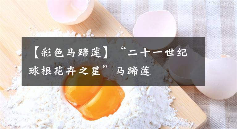 【彩色马蹄莲】“二十一世纪球根花卉之星”马蹄莲