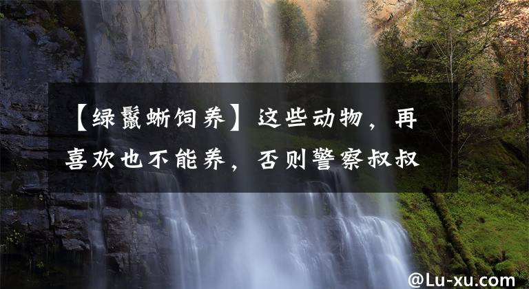 【绿鬣蜥饲养】这些动物，再喜欢也不能养，否则警察叔叔找上门