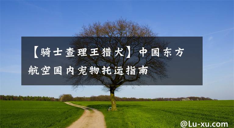 【骑士查理王猎犬】中国东方航空国内宠物托运指南