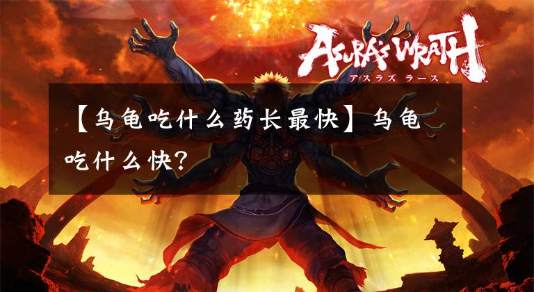 【乌龟吃什么药长最快】乌龟吃什么快？