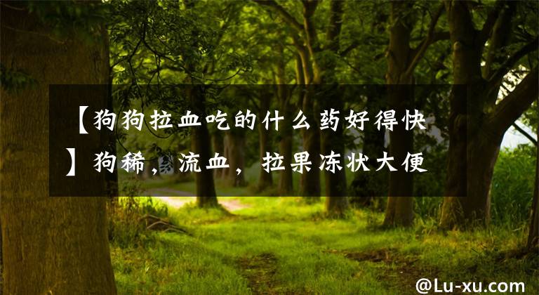 【狗狗拉血吃的什么药好得快】狗稀，流血，拉果冻状大便，铲屎官该怎么办？