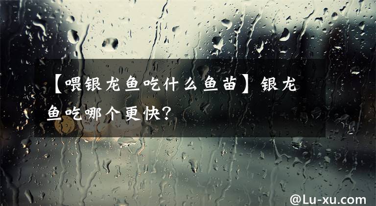 【喂银龙鱼吃什么鱼苗】银龙鱼吃哪个更快？