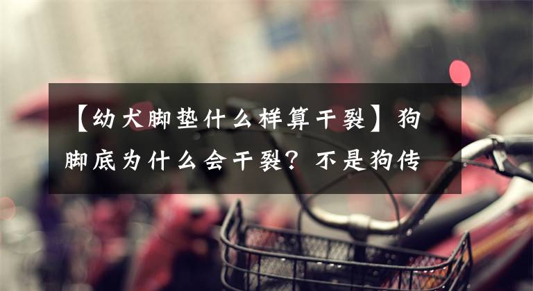 【幼犬脚垫什么样算干裂】狗脚底为什么会干裂？不是狗传染病吗？