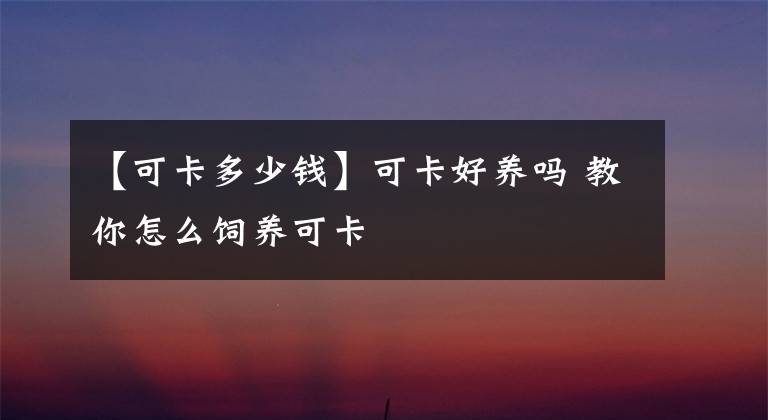 【可卡多少钱】可卡好养吗 教你怎么饲养可卡