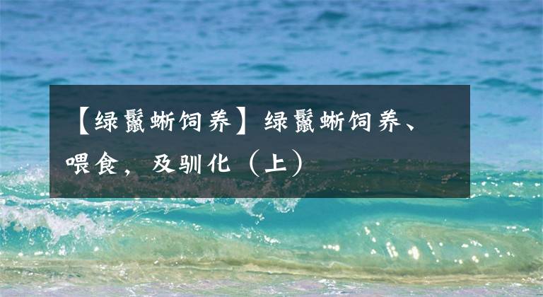 【绿鬣蜥饲养】绿鬣蜥饲养、喂食，及驯化（上）