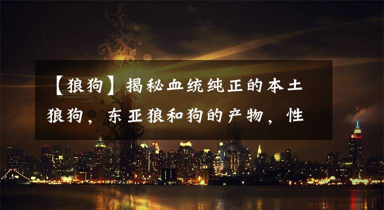 【狼狗】揭秘血统纯正的本土狼狗，东亚狼和狗的产物，性格凶猛战斗意识极强