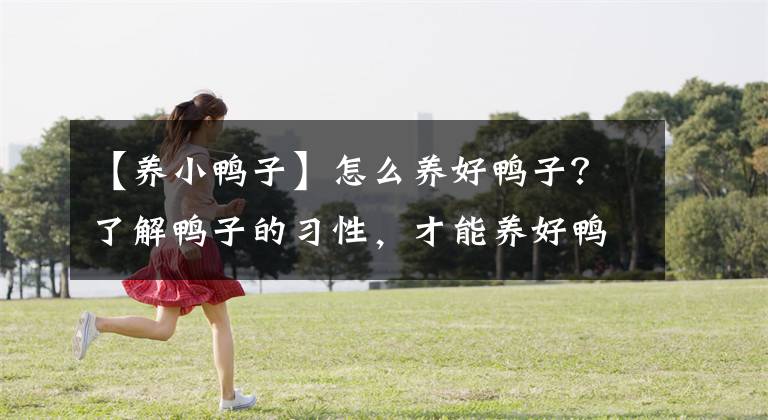 【养小鸭子】怎么养好鸭子？了解鸭子的习性，才能养好鸭！鸭生产、育肥更轻松
