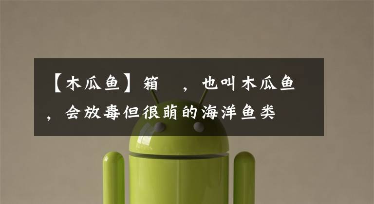 【木瓜鱼】箱鲀，也叫木瓜鱼，会放毒但很萌的海洋鱼类