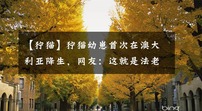 【狞猫】狞猫幼崽首次在澳大利亚降生，网友：这就是法老坟墓的守护神？