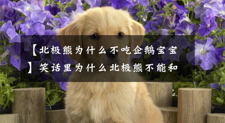 【北极熊为什么不吃企鹅宝宝】笑话里为什么北极熊不能和企鹅在一起的这个梗，真的对吗？