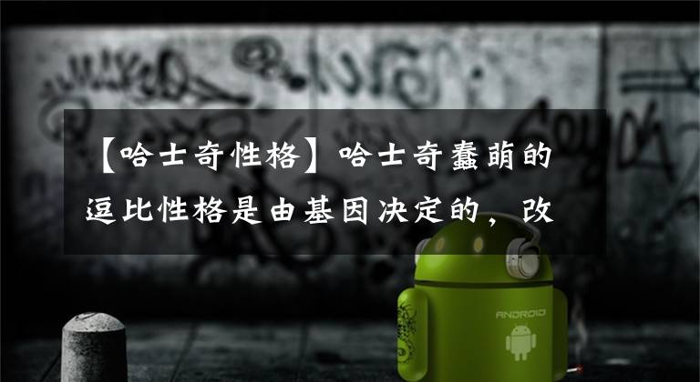 【哈士奇性格】哈士奇蠢萌的逗比性格是由基因决定的，改不掉的！