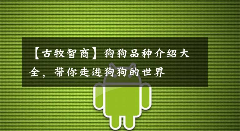 【古牧智商】狗狗品种介绍大全，带你走进狗狗的世界