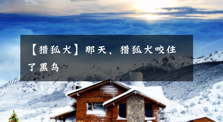 【猎狐犬】那天，猎狐犬咬住了黑鸟