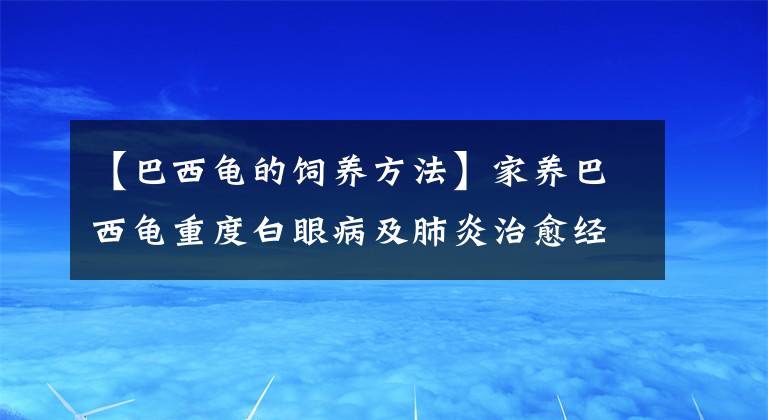 【巴西龟的饲养方法】家养巴西龟重度白眼病及肺炎治愈经验