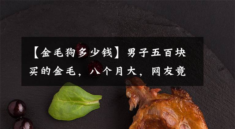 【金毛狗多少钱】男子五百块买的金毛，八个月大，网友竟说太值了