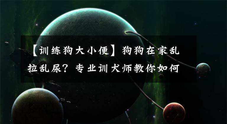 【训练狗大小便】狗狗在家乱拉乱尿？专业训犬师教你如何正确训练狗狗上厕所！