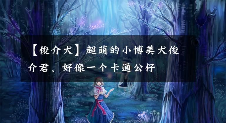 【俊介犬】超萌的小博美犬俊介君，好像一个卡通公仔