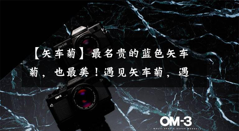 【矢车菊】最名贵的蓝色矢车菊，也最美！遇见矢车菊，遇见幸福