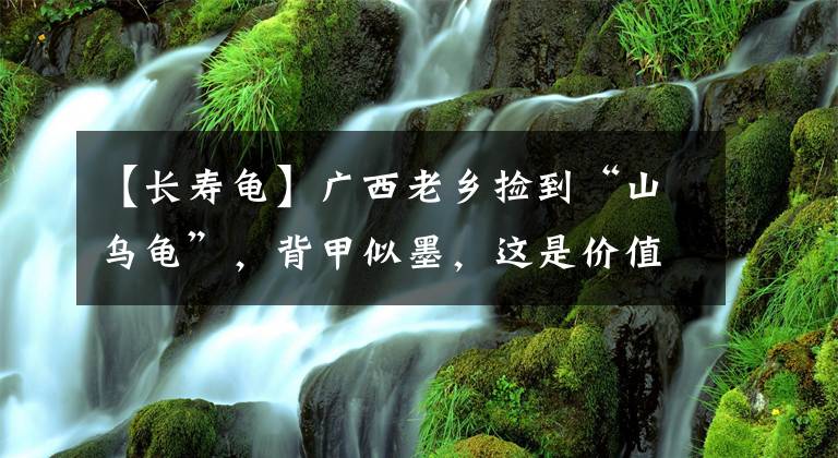 【长寿龟】广西老乡捡到“山乌龟”，背甲似墨，这是价值数千元的石墨龟？