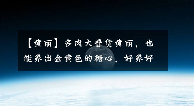 【黄丽】多肉大普货黄丽，也能养出金黄色的糖心，好养好上色，值得推荐