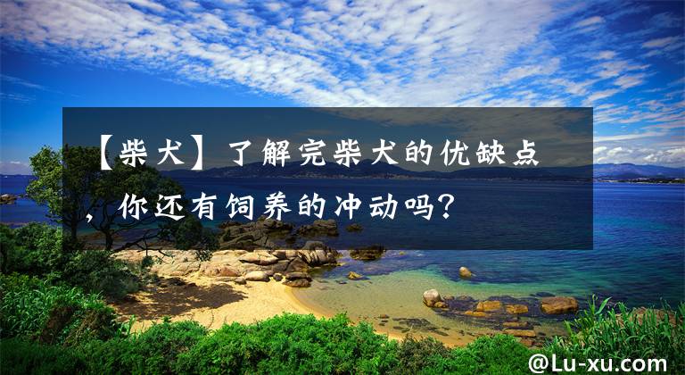 【柴犬】了解完柴犬的优缺点，你还有饲养的冲动吗？