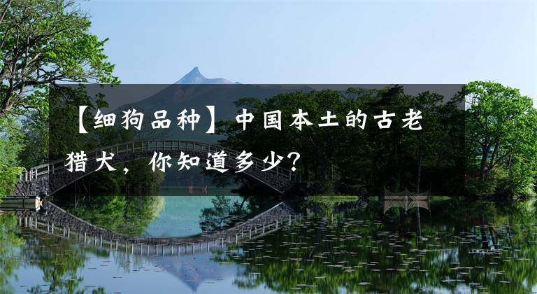 【细狗品种】中国本土的古老猎犬，你知道多少？