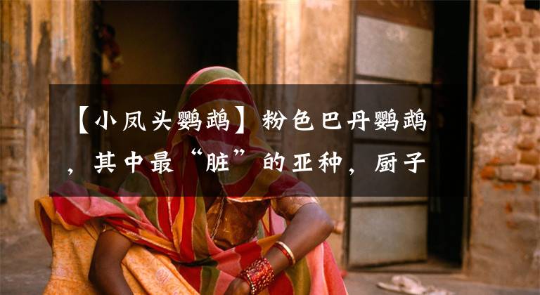 【小凤头鹦鹉】粉色巴丹鹦鹉，其中最“脏”的亚种，厨子也是第一次听这一说法