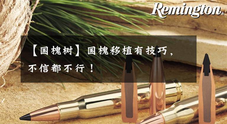 【国槐树】国槐移植有技巧，不信都不行！
