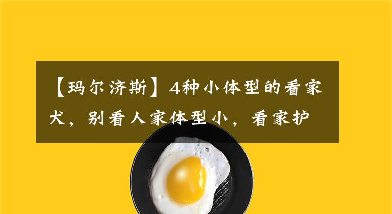 【玛尔济斯】4种小体型的看家犬，别看人家体型小，看家护院没问题
