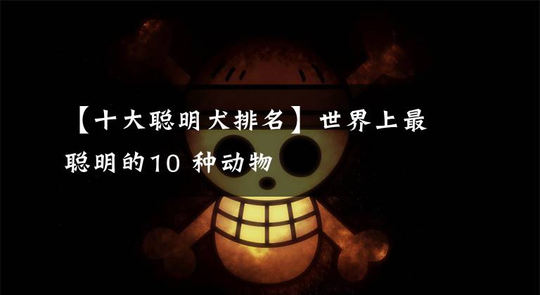 【十大聪明犬排名】世界上最聪明的10 种动物