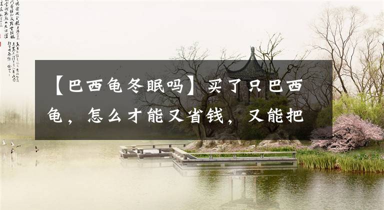 【巴西龟冬眠吗】买了只巴西龟，怎么才能又省钱，又能把它养好