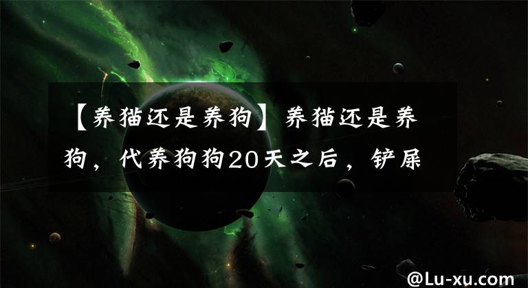 【养猫还是养狗】养猫还是养狗，代养狗狗20天之后，铲屎官毫不犹豫的选择了猫咪