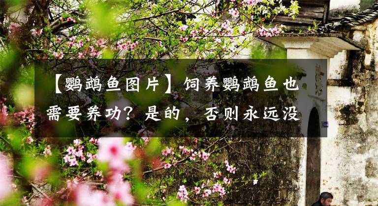 【鹦鹉鱼图片】饲养鹦鹉鱼也需要养功？是的，否则永远没有状态、也不会红