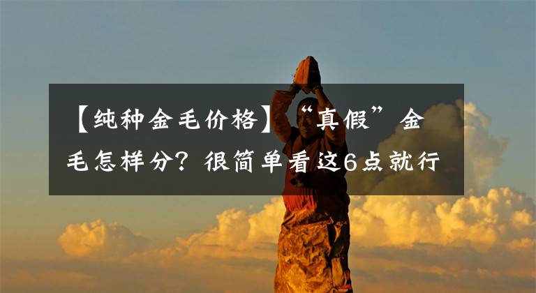 【纯种金毛价格】“真假”金毛怎样分？很简单看这6点就行！