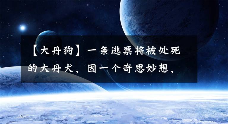 【大丹狗】一条逃票将被处死的大丹犬，因一个奇思妙想，成就了它传奇的一生