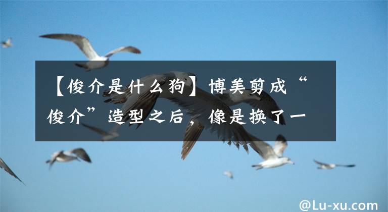 【俊介是什么狗】博美剪成“俊介”造型之后，像是换了一条狗狗！瞬间萌翻成网红！