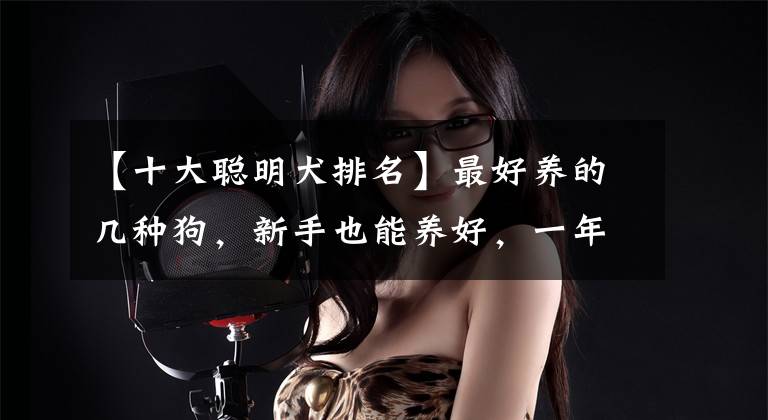【十大聪明犬排名】最好养的几种狗，新手也能养好，一年四季都健康
