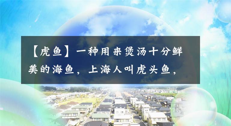 【虎鱼】一种用来煲汤十分鲜美的海鱼，上海人叫虎头鱼，广州人叫石九公