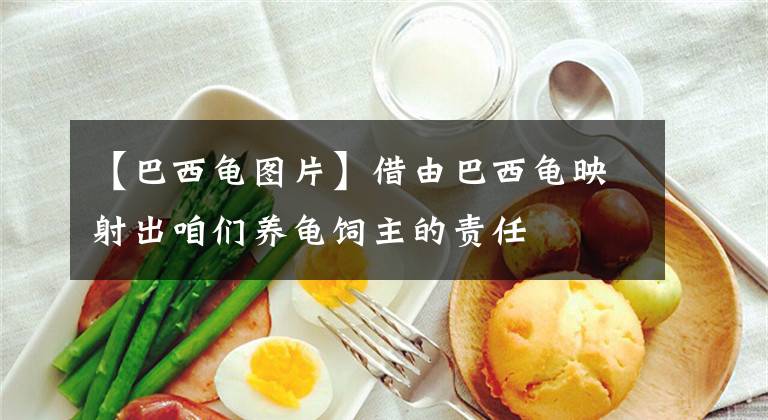【巴西龟图片】借由巴西龟映射出咱们养龟饲主的责任